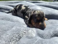 Boss, a male Miniature Dachshund for sale in Carlyle, IL – Photo 2 of 9