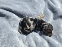 Boss, a male Miniature Dachshund for sale in Carlyle, IL – Photo 8 of 9