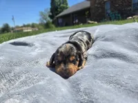 Boss, a male Miniature Dachshund for sale in Carlyle, IL – Photo 7 of 9