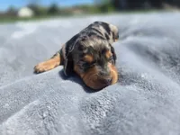 Boss, a male Miniature Dachshund for sale in Carlyle, IL – Photo 9 of 9