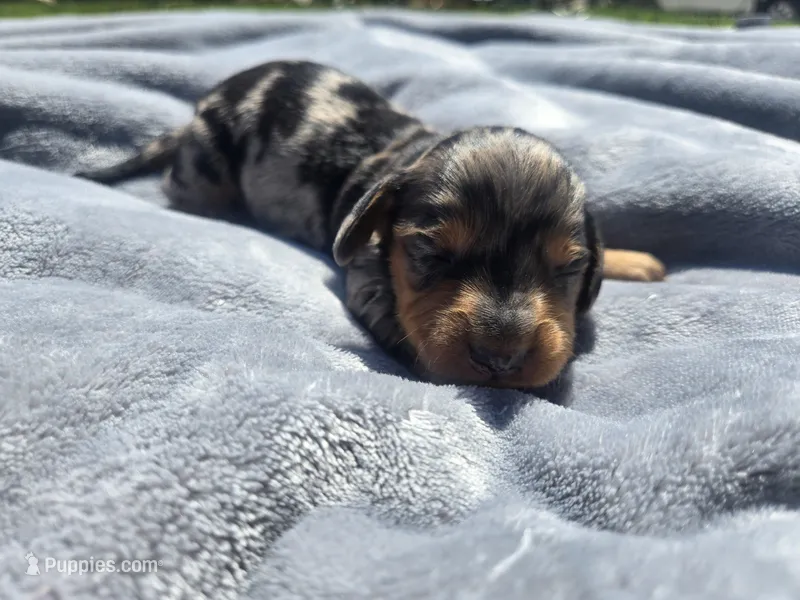 Boss – Miniature Dachshund puppy for sale in Carlyle, IL