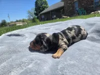 Boss, a male Miniature Dachshund for sale in Carlyle, IL – Photo 5 of 9