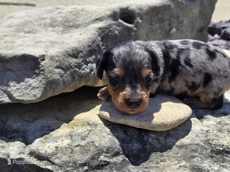 Boss – Miniature Dachshund puppy for sale in Carlyle, IL