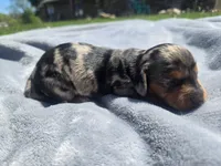 Boss, a male Miniature Dachshund for sale in Carlyle, IL – Photo 3 of 9