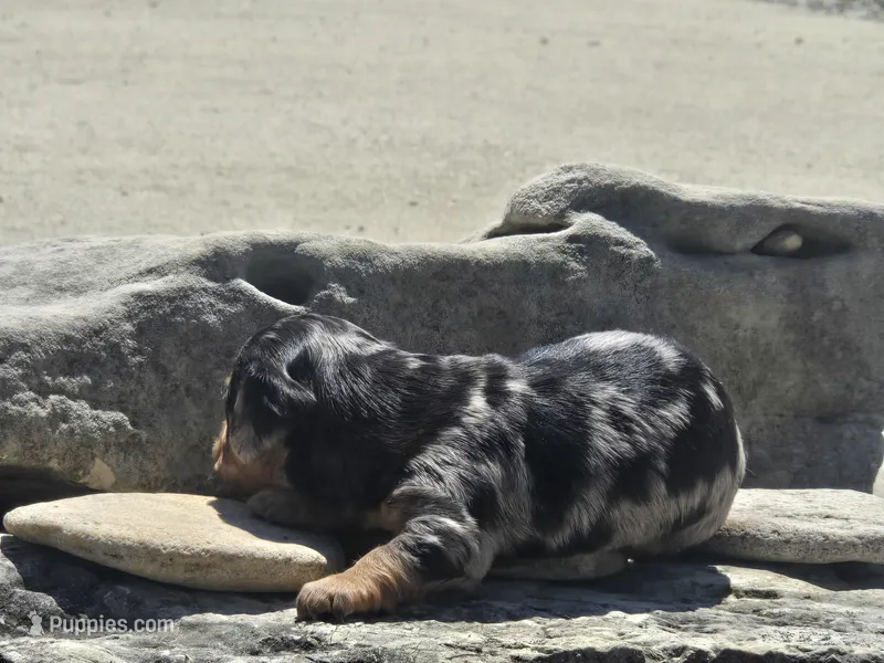 Boss – Miniature Dachshund puppy for sale in Carlyle, IL