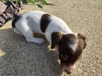 Chelsea, a female Miniature Dachshund for sale in Carlyle, IL – 4 of 10