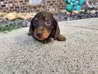 Kevin, a male Miniature Dachshund for sale in Carlyle, IL – 7 of 7