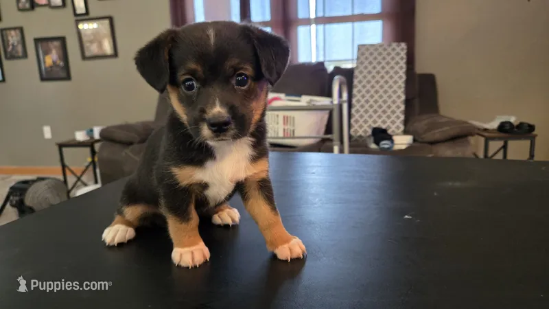 Phil – Pembroke Welsh Corgi, Toy Australian Shepherd puppy for sale in Carlyle, IL
