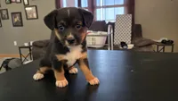 Phil, a male Pembroke Welsh Corgi and Toy Australian Shepherd for sale in Carlyle, IL – 2 of 6