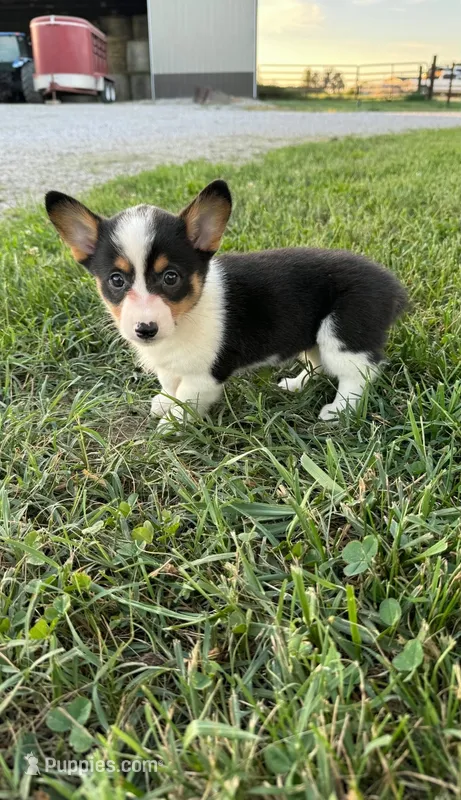 Dally – Cardigan Welsh Corgi, Pembroke Welsh Corgi puppy for sale in Carlyle, IL