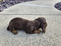 Kevin, a male Miniature Dachshund for sale in Carlyle, IL – 6 of 7