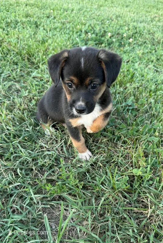 Phil – Pembroke Welsh Corgi, Toy Australian Shepherd puppy for sale in Carlyle, IL