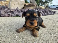 Bridget , a female Yorkshire Terrier for sale in Carlyle, IL – 3 of 9
