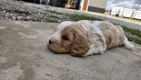 Wilbur, a male Cavapoo for sale in Carlyle, IL – 2 of 6