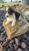Dally, a female Cardigan Welsh Corgi and Pembroke Welsh Corgi for sale in Carlyle, IL – 7 of 7