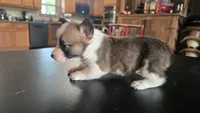 Popper, a female Cardigan Welsh Corgi and Pembroke Welsh Corgi for sale in Carlyle, IL – 3 of 5