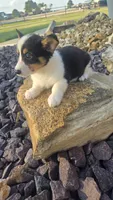 Dally, a female Cardigan Welsh Corgi and Pembroke Welsh Corgi for sale in Carlyle, IL – 6 of 7