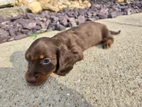 Nikki, a female Miniature Dachshund for sale in Carlyle, IL – 2 of 9