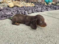 Nikki, a female Miniature Dachshund for sale in Carlyle, IL – 6 of 9
