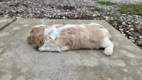 Wilbur, a male Cavapoo for sale in Carlyle, IL – 4 of 6