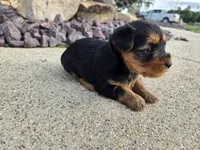 Bridget , a female Yorkshire Terrier for sale in Carlyle, IL – 4 of 9