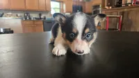 Dally, a female Cardigan Welsh Corgi and Pembroke Welsh Corgi for sale in Carlyle, IL – 5 of 8