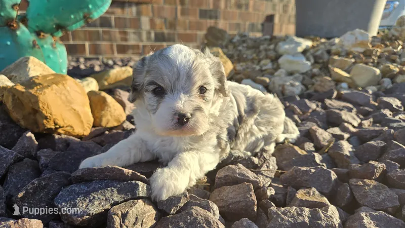 Walter  – Cavapoo puppy for sale in Carlyle, IL
