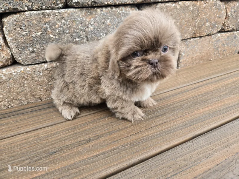 Sam – Shih Tzu puppy for sale in Carlyle, IL