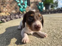 Chelsea, a female Miniature Dachshund for sale in Carlyle, IL – 1 of 10