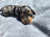 Button, a male Miniature Dachshund for sale in Carlyle, IL – Photo 4 of 8