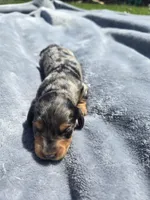 Button, a male Miniature Dachshund for sale in Carlyle, IL – Photo 6 of 8