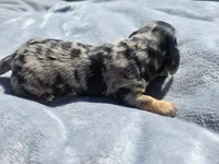 Button, a male Miniature Dachshund for sale in Carlyle, IL – Photo 2 of 8