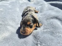 Button, a male Miniature Dachshund for sale in Carlyle, IL – Photo 3 of 8