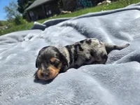 Button, a male Miniature Dachshund for sale in Carlyle, IL – Photo 5 of 8