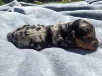 Button, a male Miniature Dachshund for sale in Carlyle, IL – Photo 1 of 8