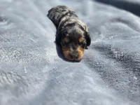 Button, a male Miniature Dachshund for sale in Carlyle, IL – Photo 8 of 8