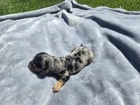 Button, a male Miniature Dachshund for sale in Carlyle, IL – Photo 7 of 8