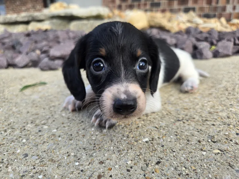 Eva – Miniature Dachshund puppy for sale in Carlyle, IL