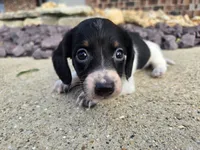 Eva, a female Miniature Dachshund for sale in Carlyle, IL – 1 of 8