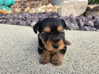 Bridget , a female Yorkshire Terrier for sale in Carlyle, IL – 2 of 9