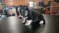 Spur, a male Cardigan Welsh Corgi and Pembroke Welsh Corgi for sale in Carlyle, IL – 6 of 6