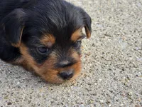Stan, a male Yorkshire Terrier for sale in Carlyle, IL – 4 of 9