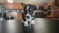 Spur, a male Cardigan Welsh Corgi and Pembroke Welsh Corgi for sale in Carlyle, IL – 5 of 6