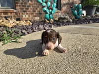 Chelsea, a female Miniature Dachshund for sale in Carlyle, IL – 2 of 10