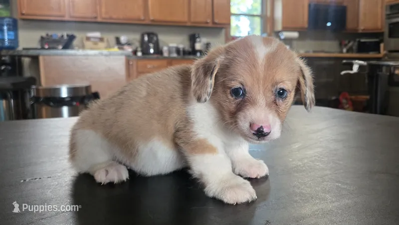 Haze – Cardigan Welsh Corgi, Pembroke Welsh Corgi puppy for sale in Carlyle, IL