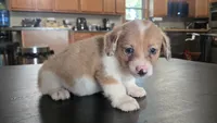 Haze, a male Cardigan Welsh Corgi and Pembroke Welsh Corgi for sale in Carlyle, IL – 1 of 7