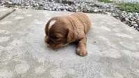 Bruce, a male Cavalier King Charles Spaniel for sale in Carlyle, IL – 6 of 7