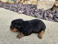 Bridget , a female Yorkshire Terrier for sale in Carlyle, IL – 5 of 9