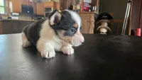 Dally, a female Cardigan Welsh Corgi and Pembroke Welsh Corgi for sale in Carlyle, IL – 2 of 8