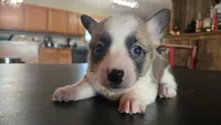 Popper, a female Cardigan Welsh Corgi and Pembroke Welsh Corgi for sale in Carlyle, IL – 5 of 5